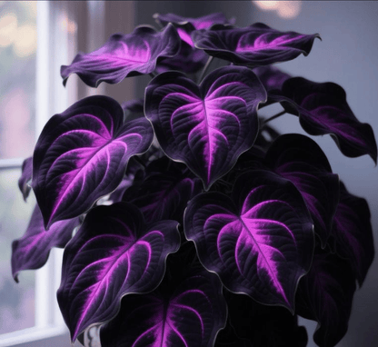 Rare Coleus Seeds - Rare & Unique Varieties🌸 (Pack of 500 Seeds)
