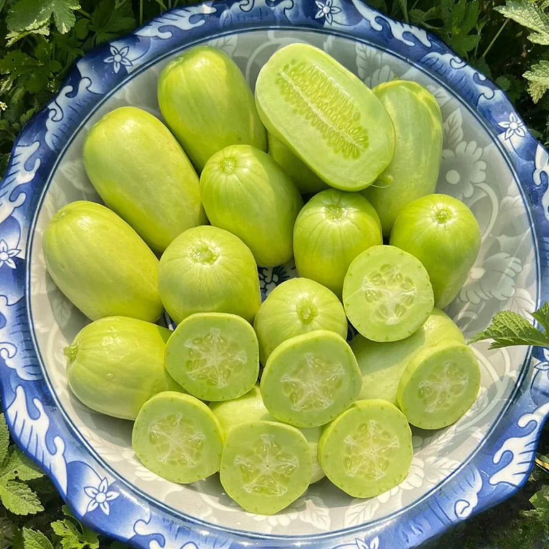 Golden Lady Cucumber