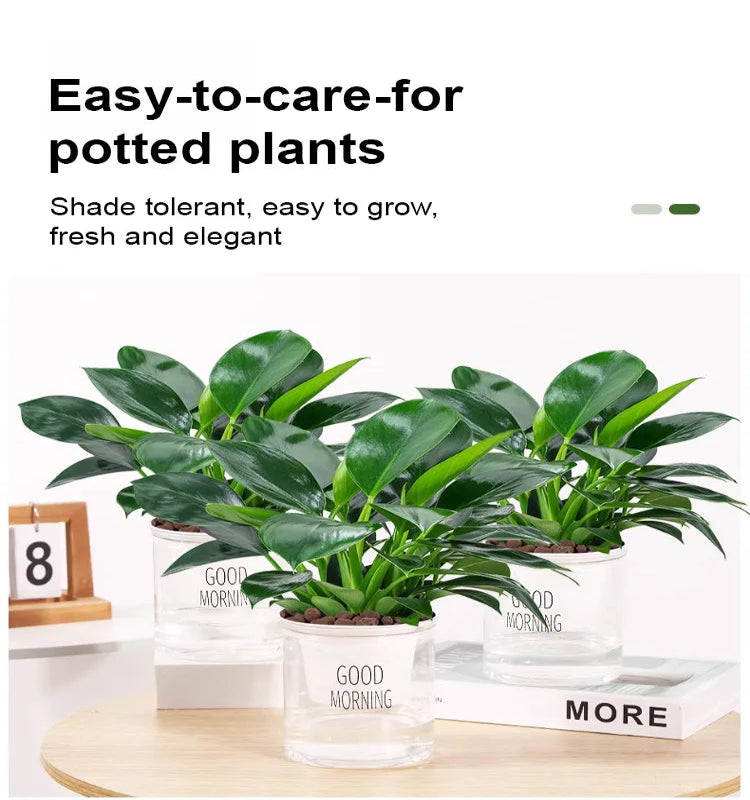 【 Lung Nourishing Drug King 】 Golden Diamond Green Plant ( BUY 1 GET 1 FREE )