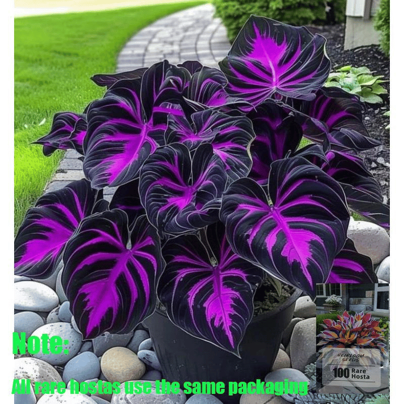 Rare Coleus Seeds - Rare & Unique Varieties🌸 (Pack of 500 Seeds)