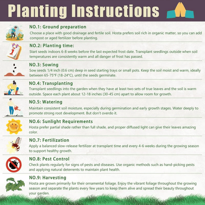 Rare Coleus Seeds - Rare & Unique Varieties🌸 (Pack of 500 Seeds)