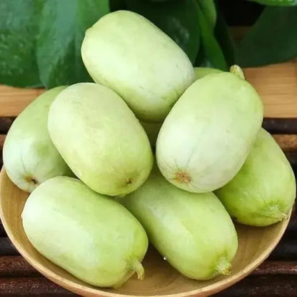 Golden Lady Cucumber